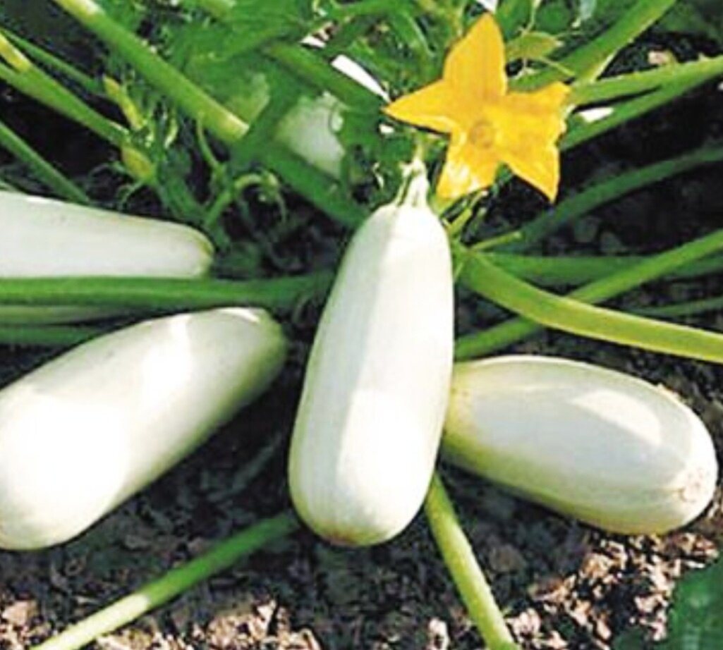 Не сажайте кабачки слишком близко друг к другу, т. к. плотная листва будет препятствовать эффективному опылению и появлению завязей.