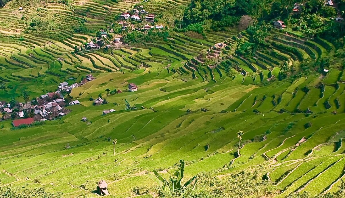 Рисовые террасы Банауэ