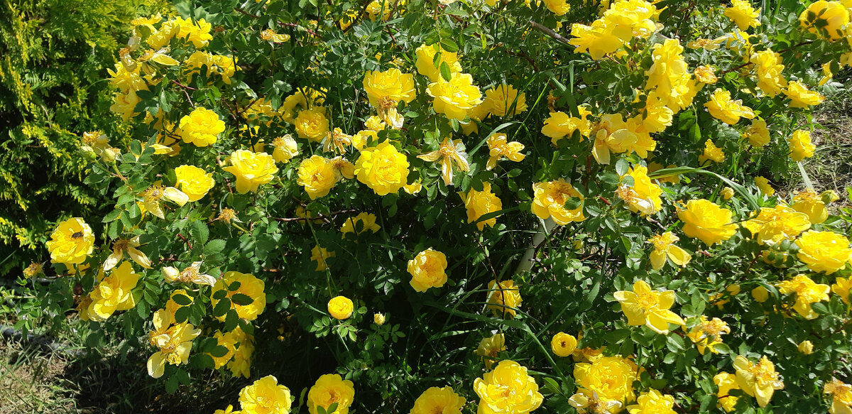 Мои розы, которые открывают сезон цветения