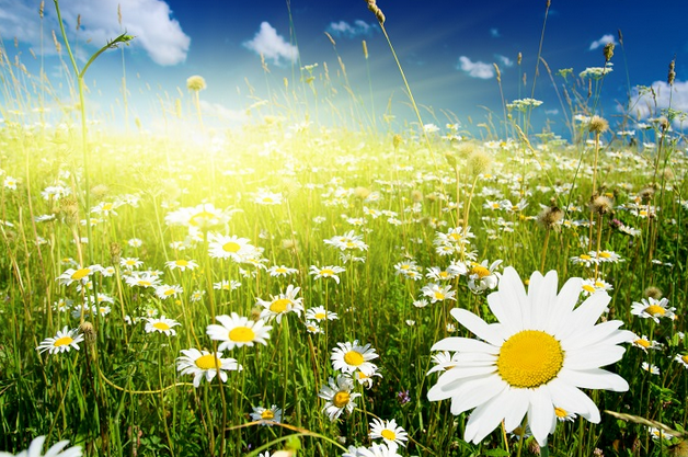 Символ праздника — ромашка, ведь этот полевой цветок издревле считался на Руси символом любви