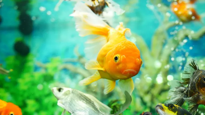 Гороскоп для всех знаков Зодиака на 3 августа 2022 года. Фото: Last 4ever / Shutterstock.com