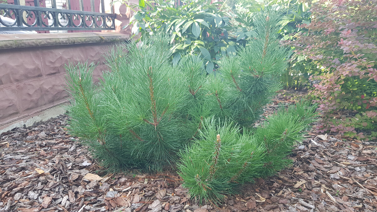 сосна горная Pumilio