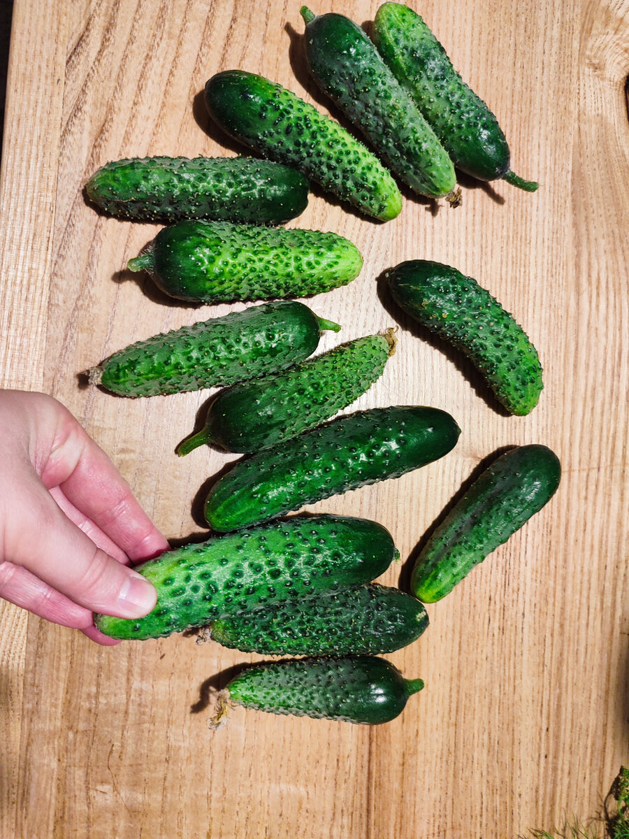 Малосольные огурцы рецепт