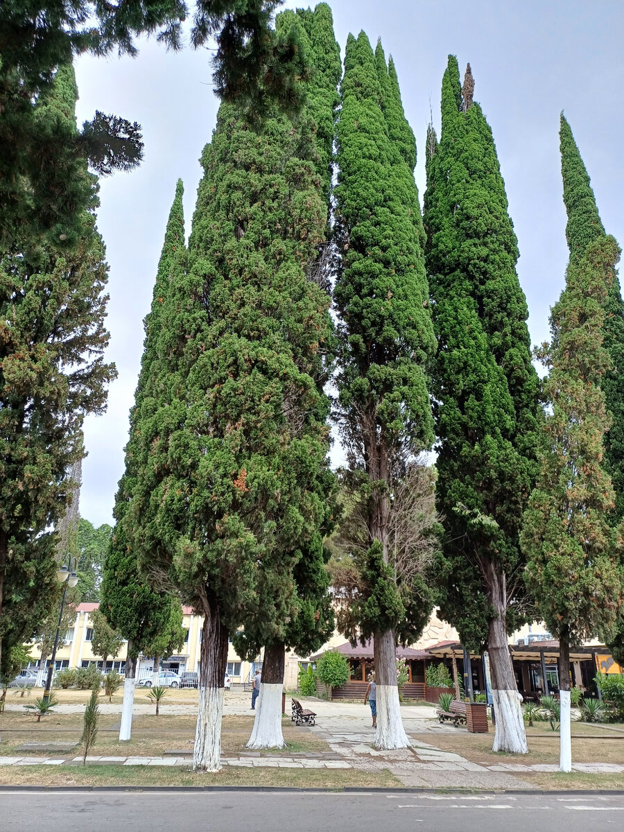 г. Пицунда. Фото автора.