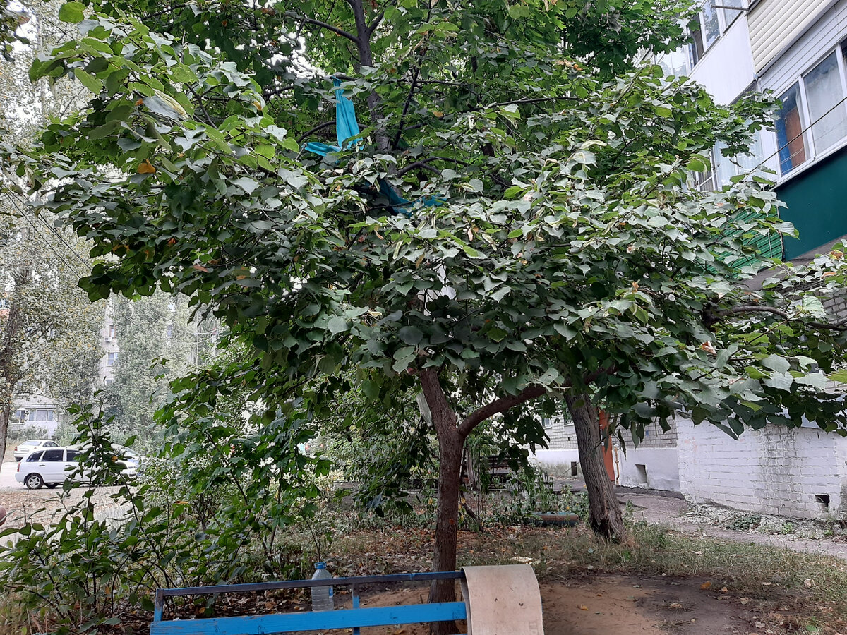 Конечно, домик получился неказистый, но им он нравится. Сразу вспомнила своё детство. Мы часто играли на деревьях. Было таинственно и сказочно.