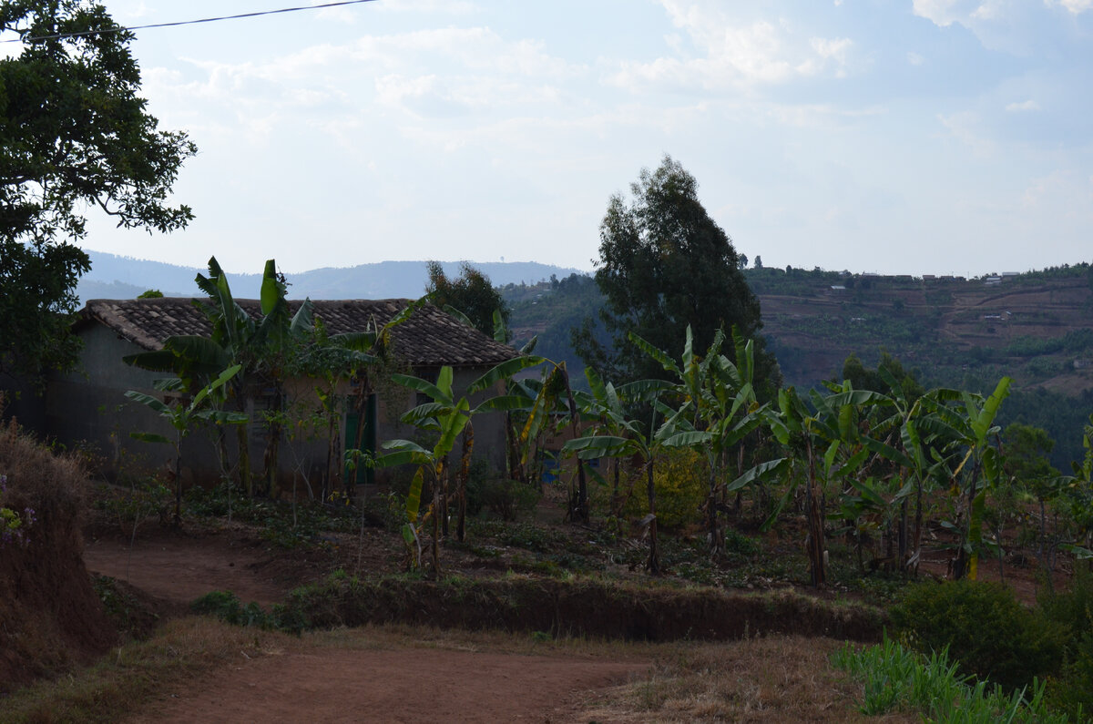 Грунтовая улица в Руандийской деревне. Банановые плантации рядом с домом. Козы... Саманные домики. Эти саманные дома отштукатурены цементом. Чистая одежда, опрятный внешний вид.-2