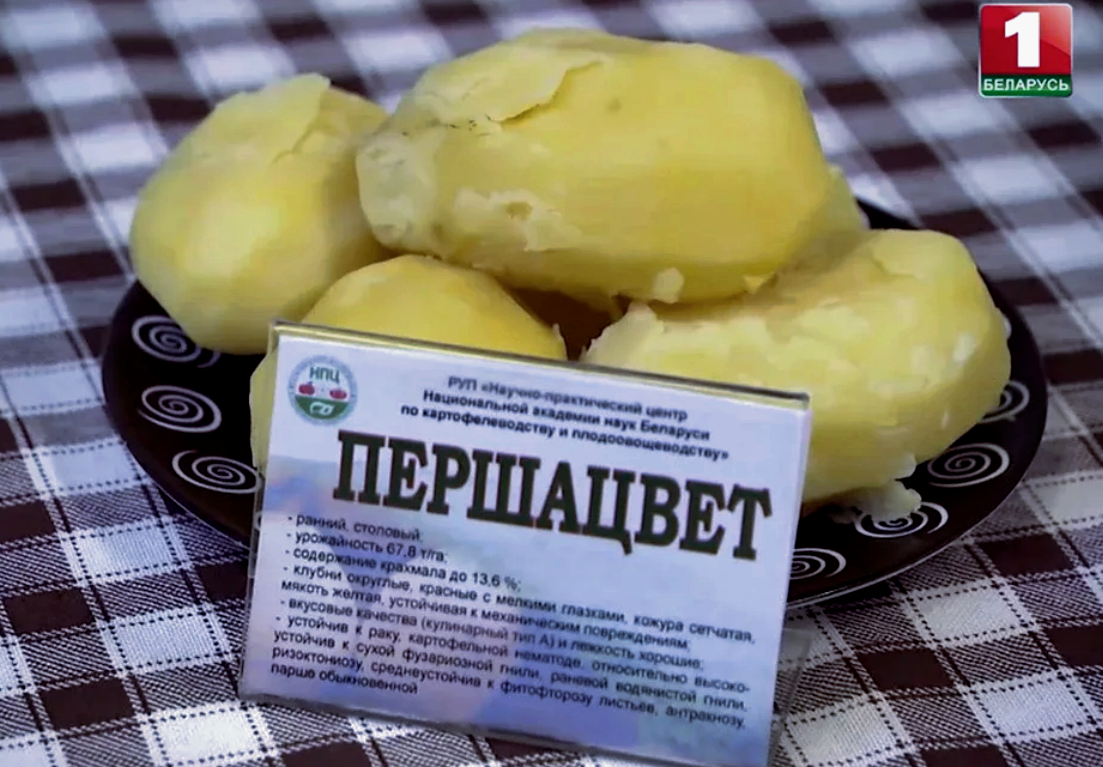 Картофель Першацвет