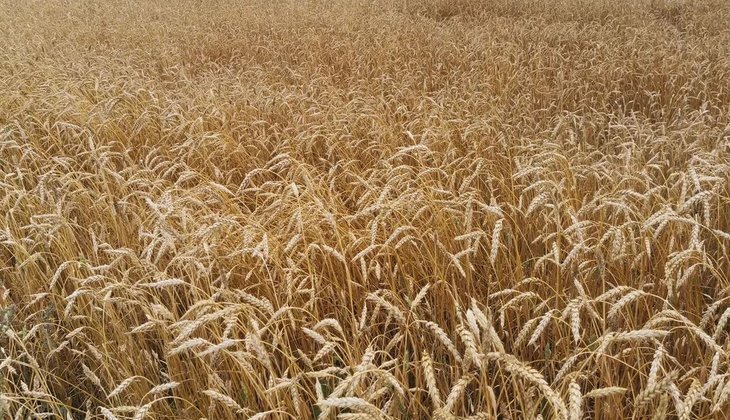    В Ивановской области ожидается рекордный урожай за более чем 20 лет