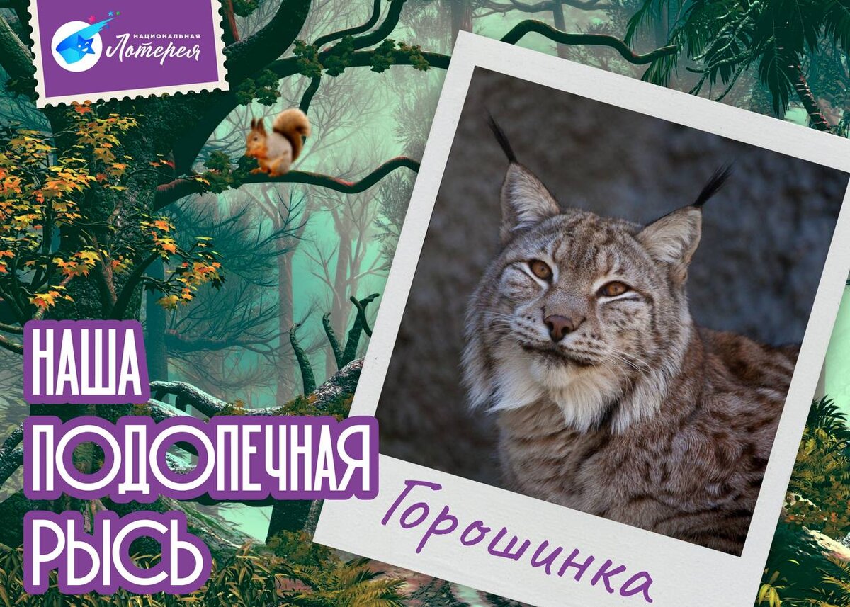 Рысь Горошинка - обитательница Московского зоопарка