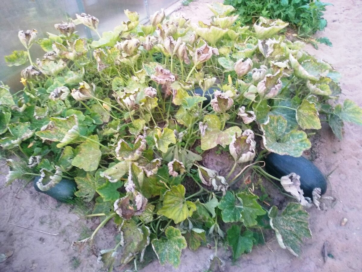 «Островок» с тыквами. Видны 3 штуки, остальные три спрятались