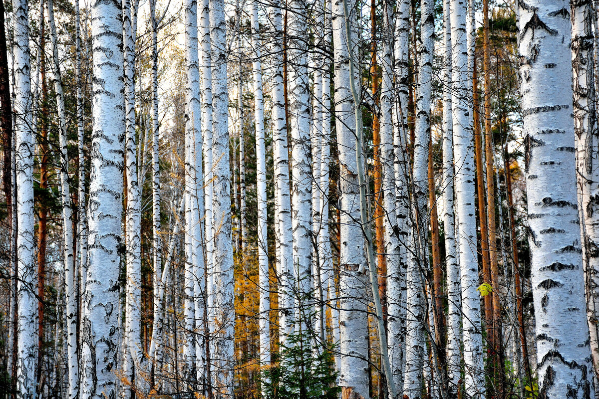 Екатеринбургская область