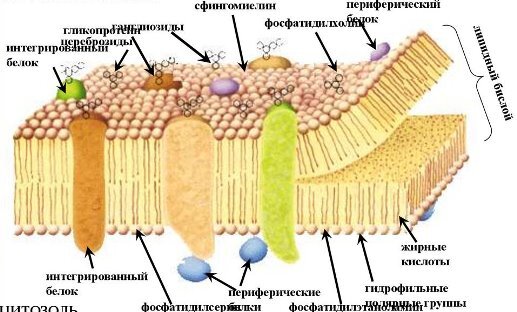 Строение   мембраны клетки.                         Источник: https://gas-kvas.com/