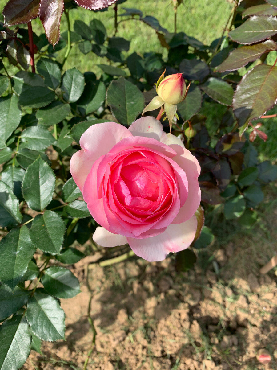 Пьер де Ронсар