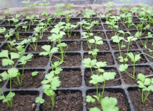 Сельдерей листовой — выращивание из семян. Фото и видео, примеры