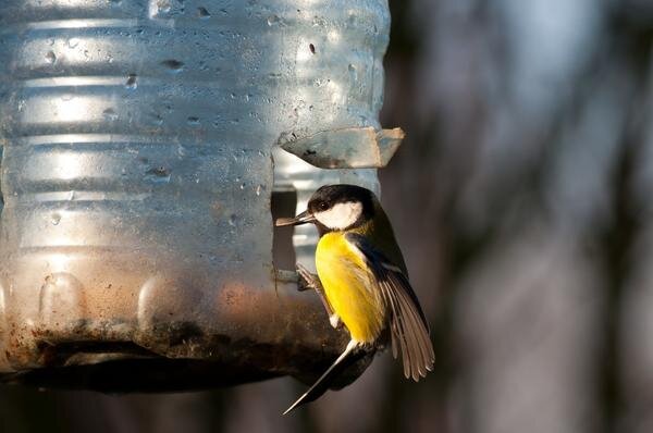 Parus, любите parus. Кормушка для синиц