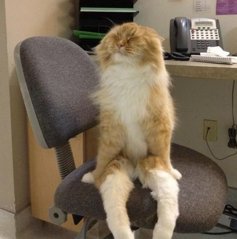 Устал н ф. Кот устал. Уставший котик. Котик в офисе. Уставшее животное.