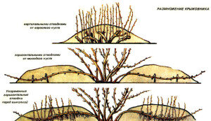 Некоторые сорта и виды барбариса подвержены заболеваниям, а иногда на листьях появляются и различные вредители. Основные вредоносные организмы следующие: