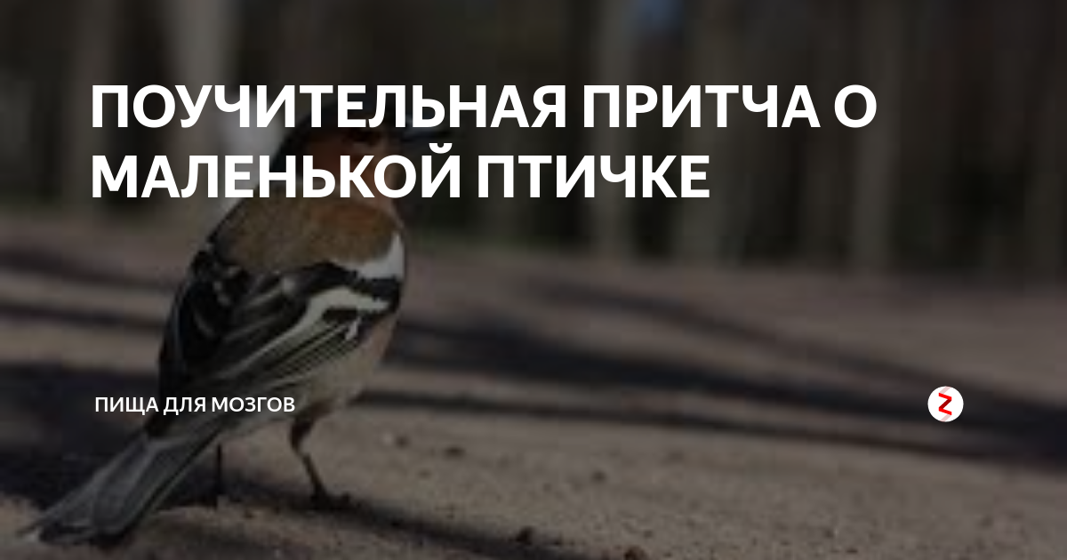 Притча о птице. Притча про орла и кролика. Притча о мудрой сове. Притча про птичку. Легенды о птицах красивые.