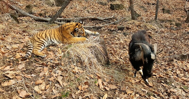 Фото Шерхана и Тимурида, сделанная в сафари-парке