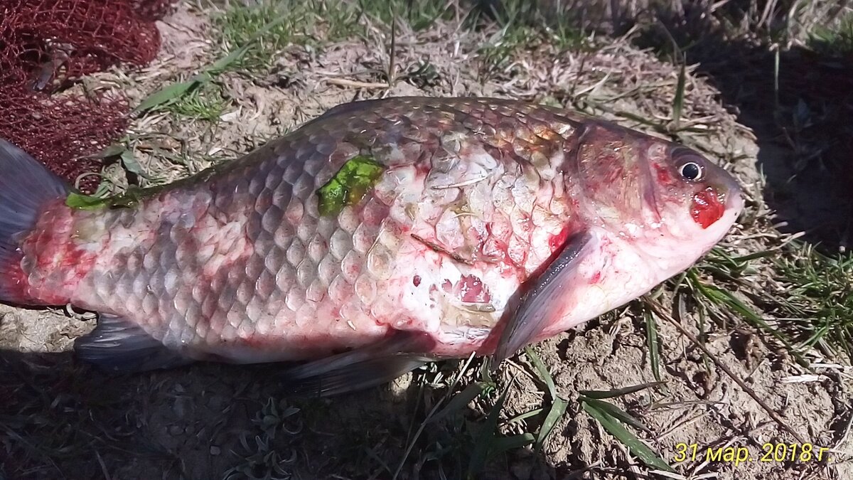 фото карася пойманного руками в камышах