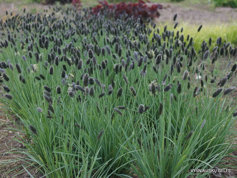 Сеслерия блестящая