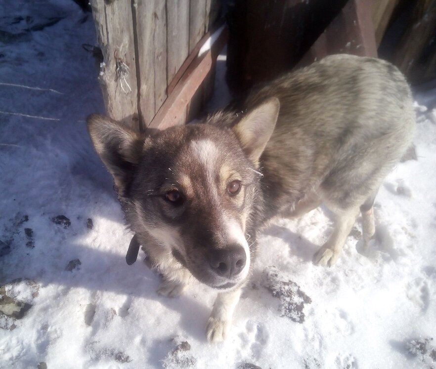 Наш маленький щенок, которого уже вместо лошади запрягать можно.