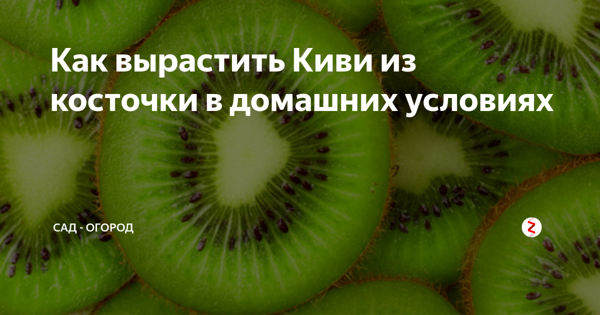 Экзотические фрукты, которые можно вырастить из косточек | webmaster-korolev.ru