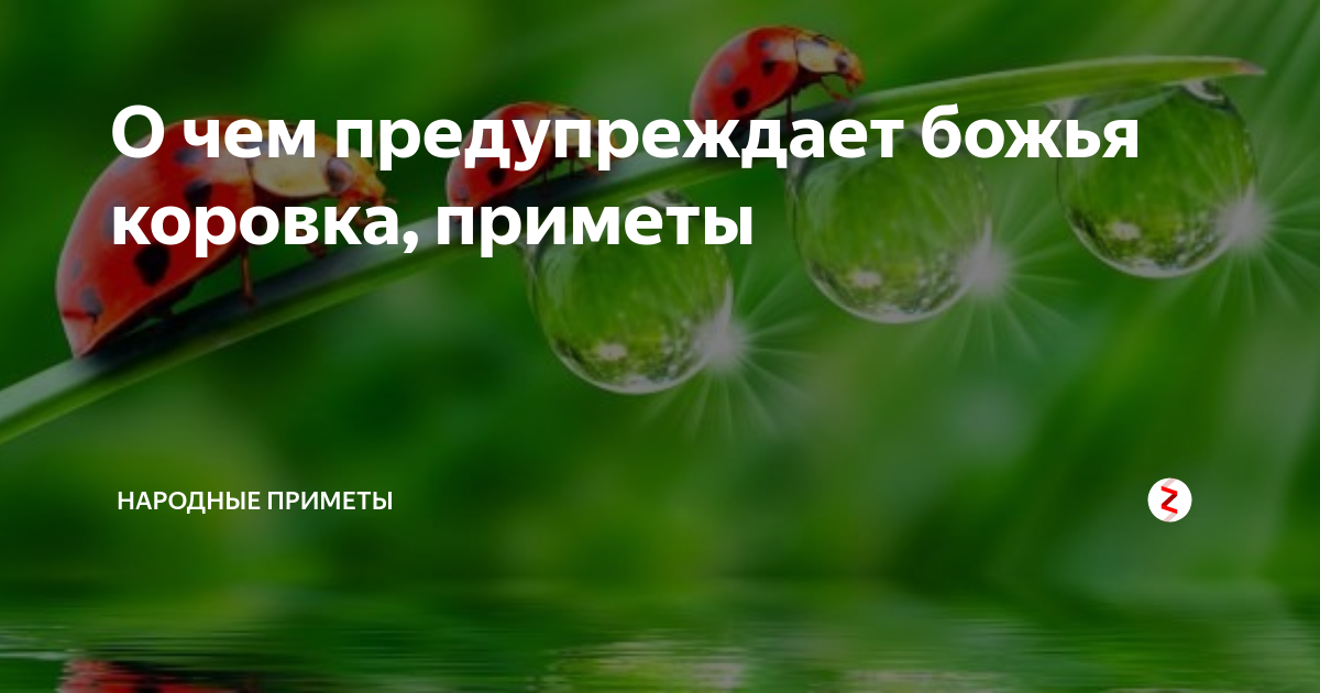 Приметы божья. Божья коровка приметы. Божья коровка суеверия. Приметы связанные с Божьей коровкой. Божья коровка приметы и суеверия