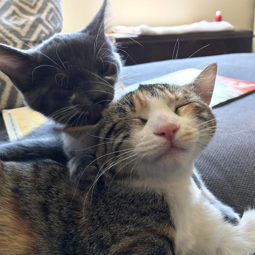 Kitten sister