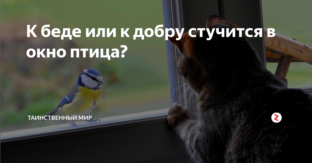 К чему стучится птица. Птица стучится в окно. Птица стучится в окно примета. Птичка в окно стучится к чему. Птица стучит в окно примета.