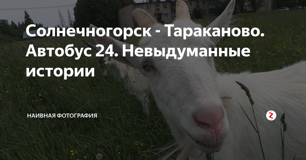 24 солнечногорск тараканово