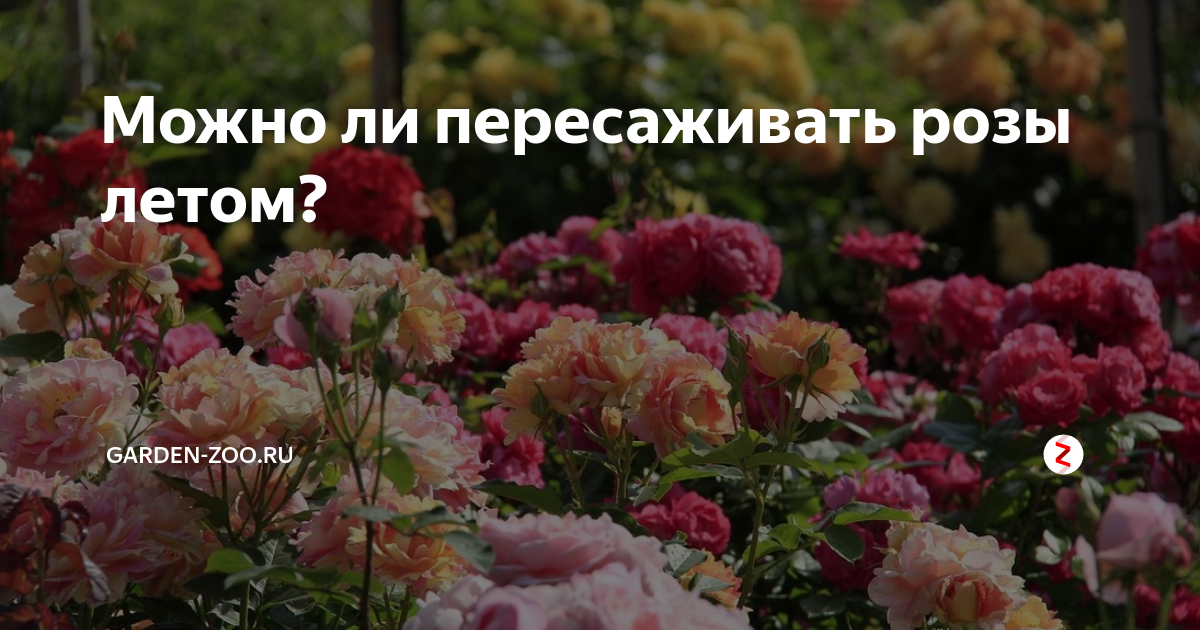 Деленка травянистого пиона это. Деленка травянистого пиона это. Можно пересадить розу во время цветения. Выкопать куст розы. Пересадить розы весной на другое место как правильно.