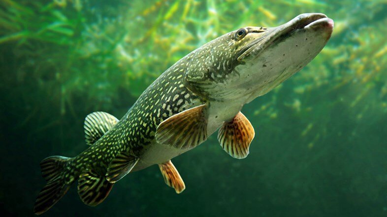 Щука на охоте