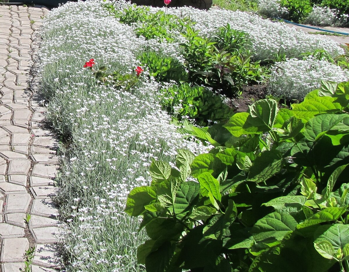 Ясколка Биберштейна на клумбе