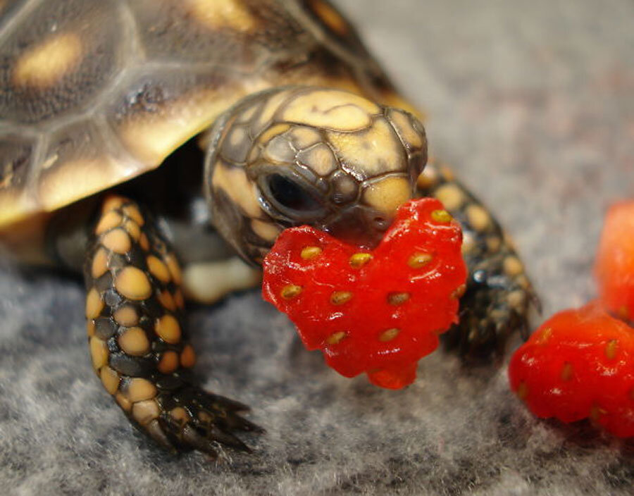 Чем кормить черепах: советы по питанию для любимца