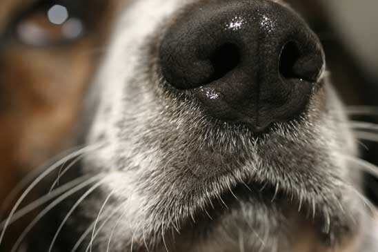 Есть много причин, по которым нос вашей собаки может быть влажным.