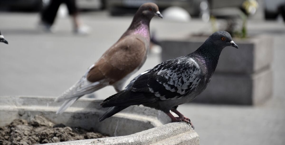 Фото: Василий Редько