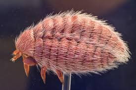 Из чего делают кармин