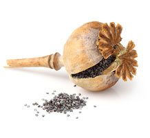 МАКОВОЕ ЗЕРНЫШКО0,36–1 ммрост0,5 г вес