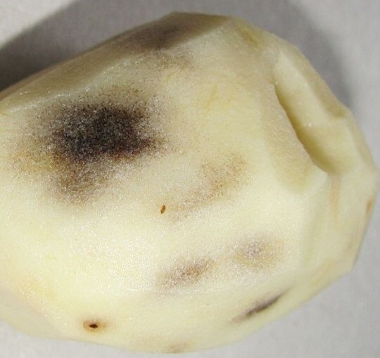 Почему картофель чернеет и синеет после варки