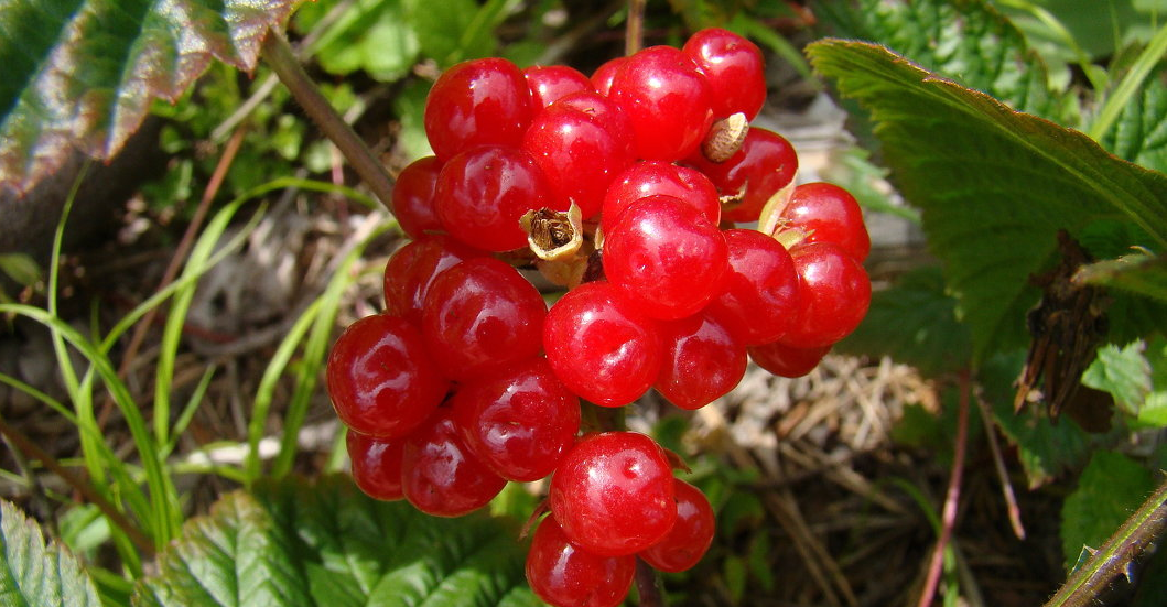 Костяника лесная.