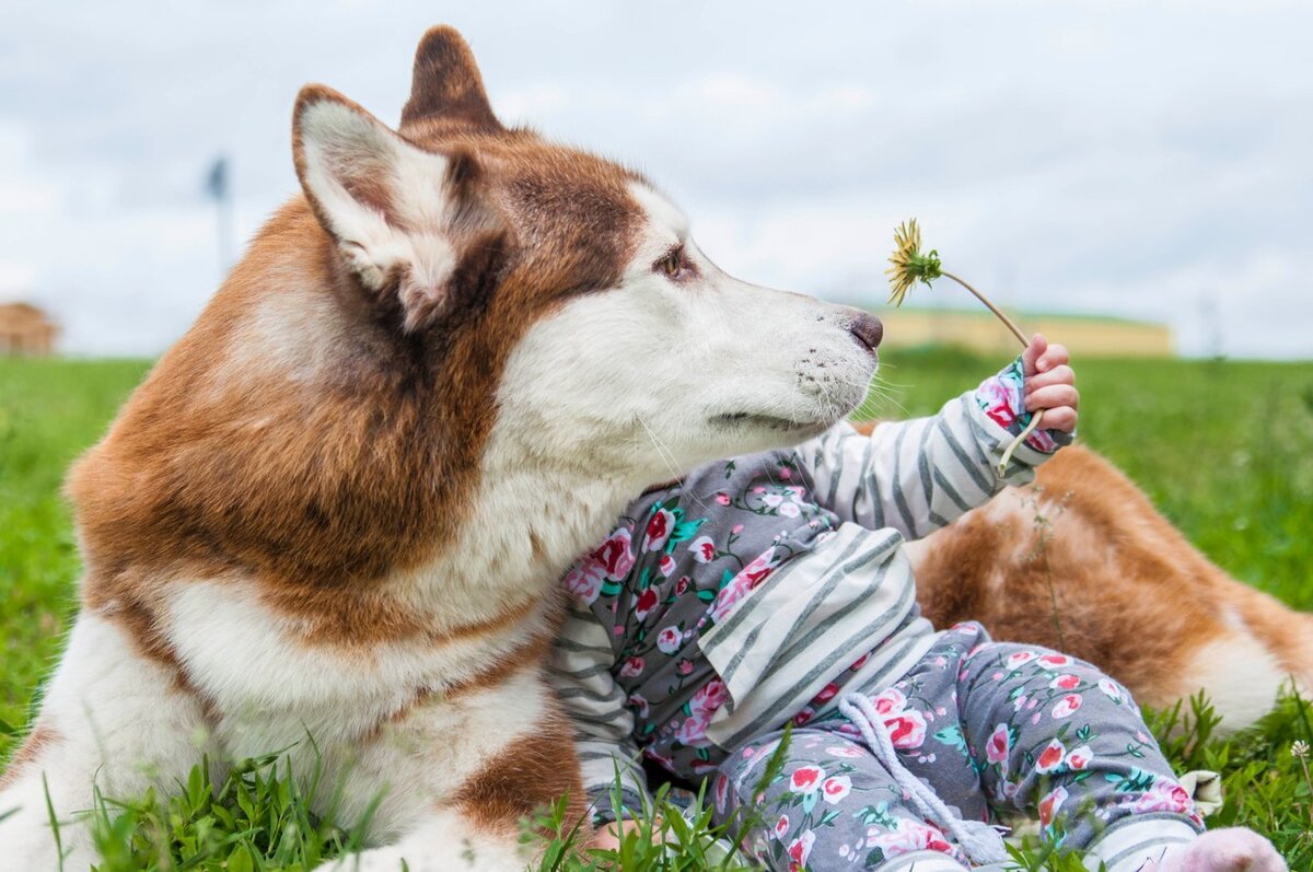 Как избавиться от запаха псины в доме. | In Dogs we Trust | Дзен