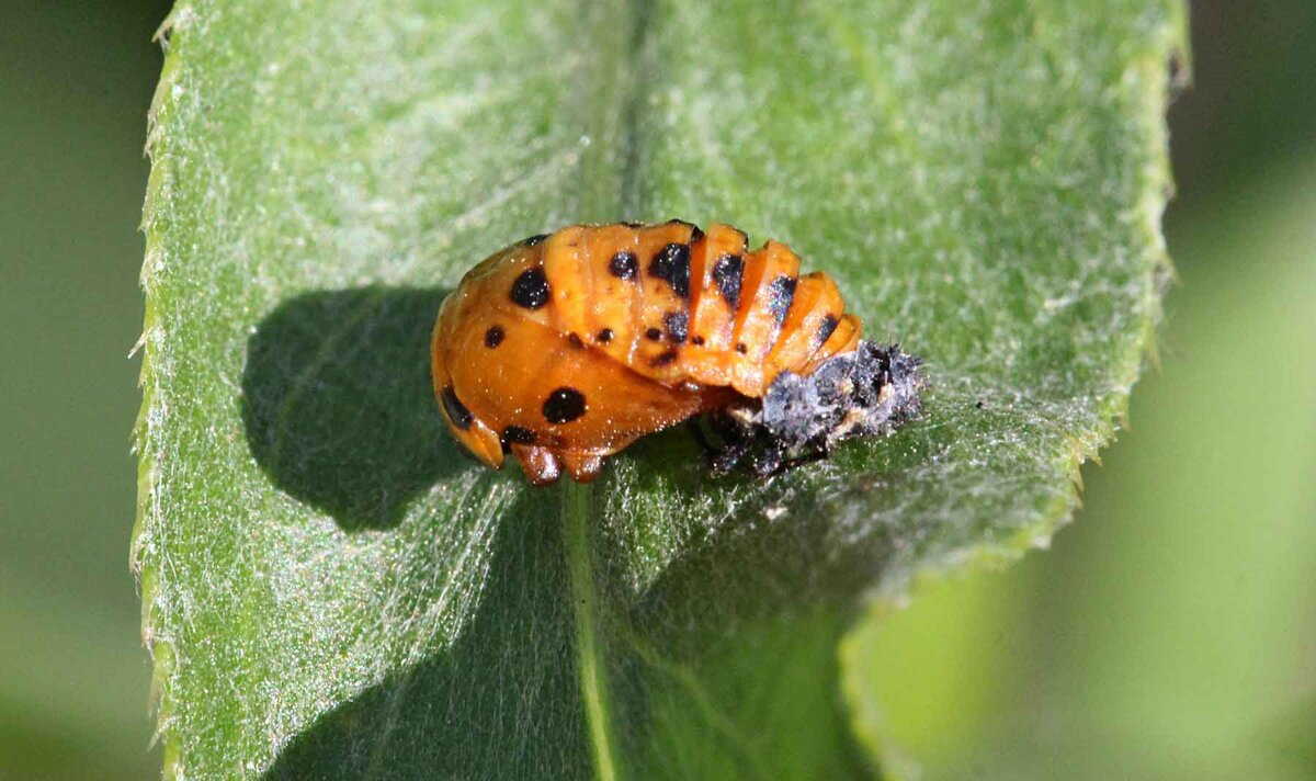 Личинка божьей коровки (66 фото)