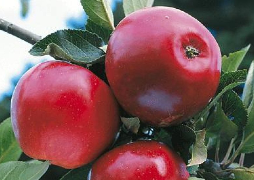 Хорошие сорта яблонь для средней полосы россии с фото
