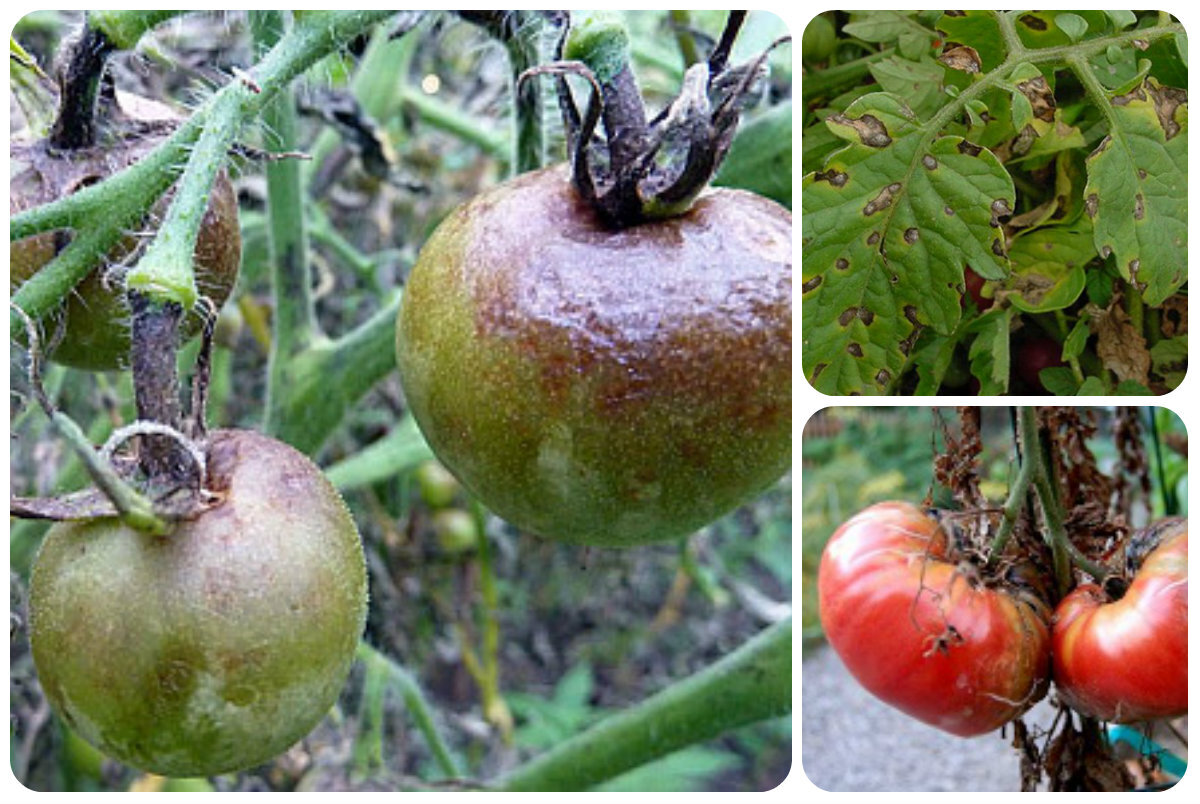 Фитофтороз томата, признаки и проявления.