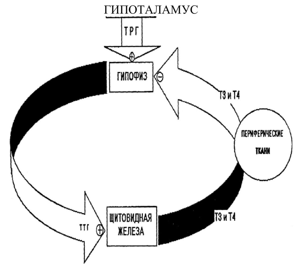 Рисунок 1 — Принцип обратной связи в регуляции гормонов щитовидной железы