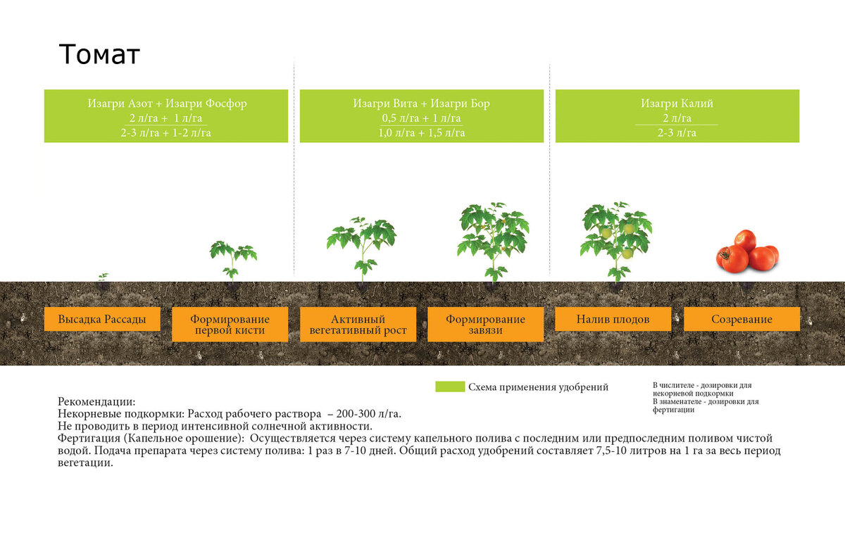 Схема томата. Схема удобрения для помидор в теплице. Схема удобрения томатов. Схема подкормка томатов в теплице для томатов. Схема внесения удобрений для томатов в теплице.