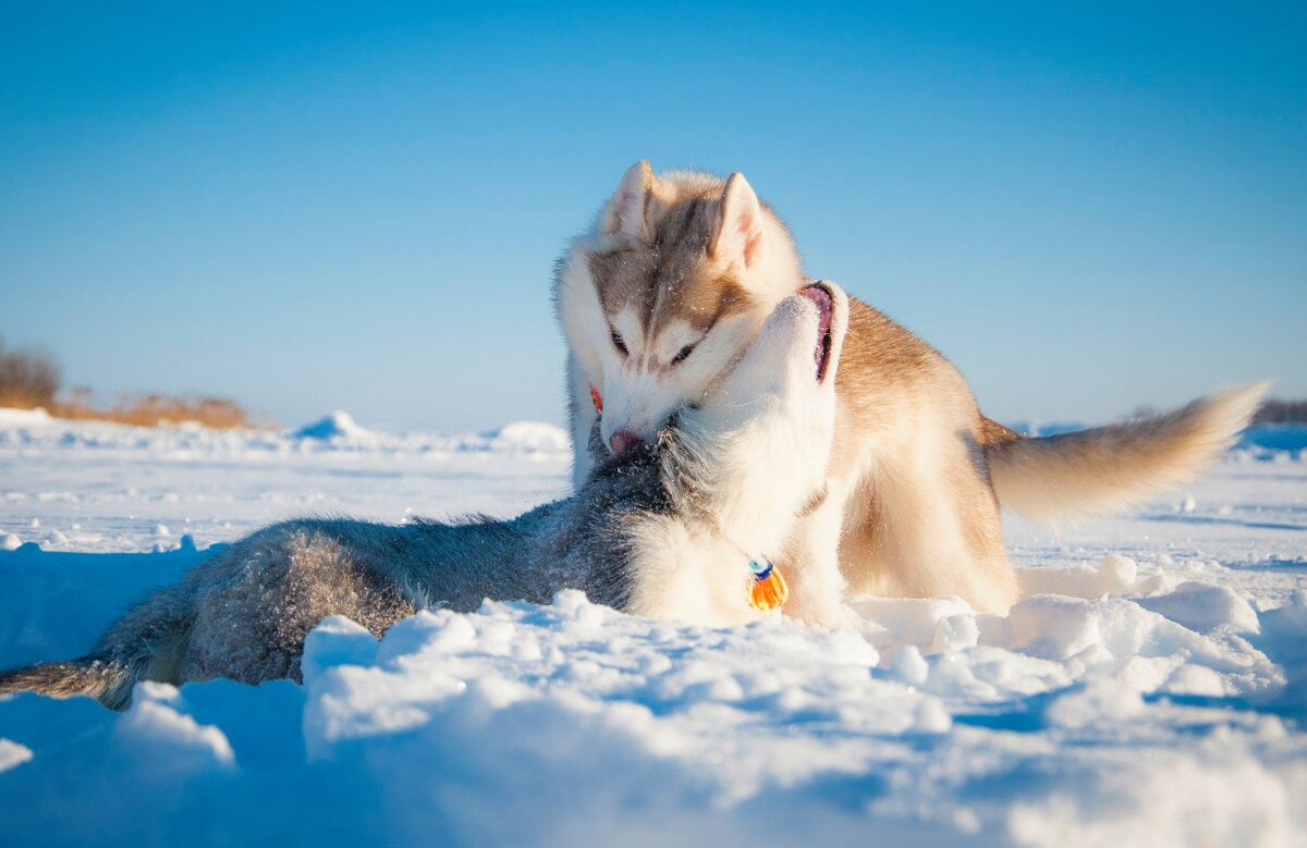 Зубастые игры