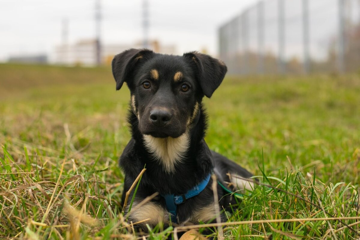 Этого щенка зовут Вэйдер и он ищет хозяев (обращайтесь к волонтёрам приюта «Красная сосна»)