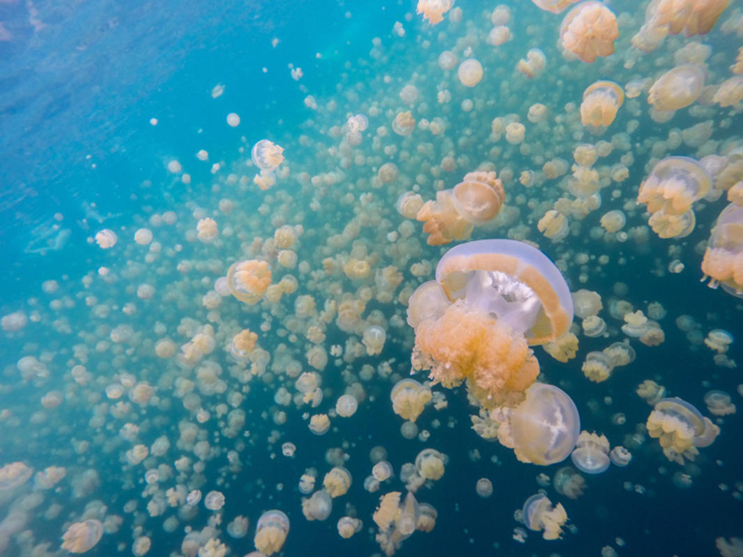 Медузы чувствуют инфразвук, возникающий во время шторма. Источник изображения: iexplore.com